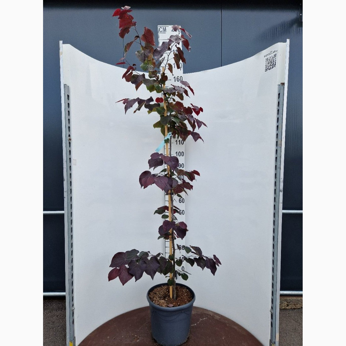 Judasträd – Cercis canadensis 'Ace of Spades' - C20 175-200 CM